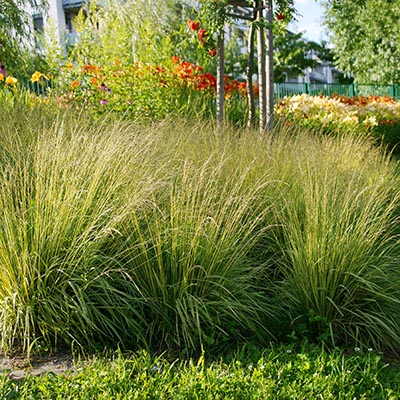 Molinia caerulea (molinie bleue)